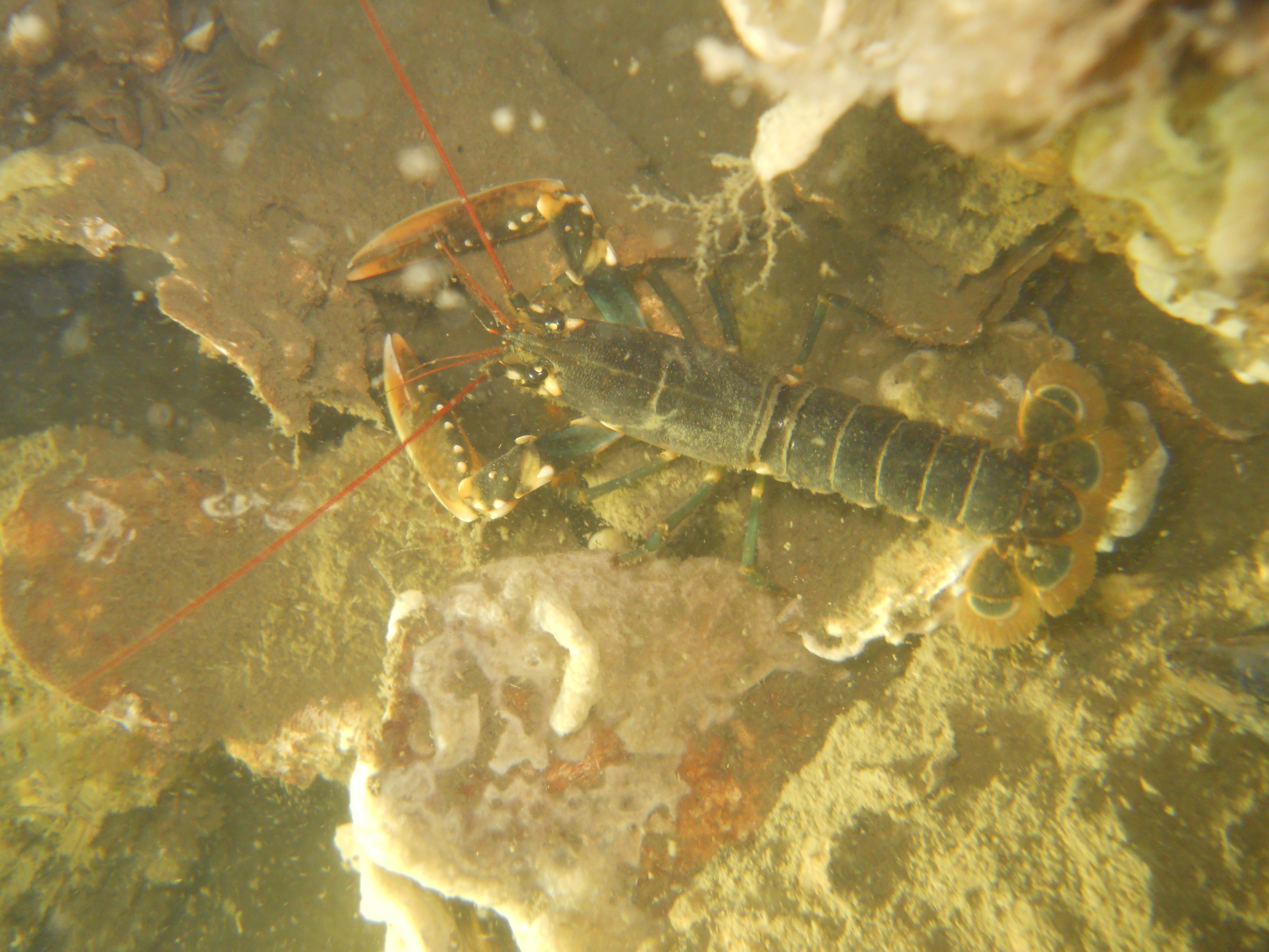 Main Image